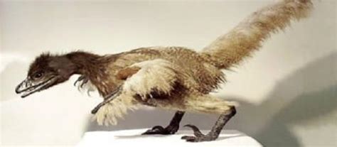 Após 66 milhões de anos, cientista do Brasil cria galinha com ...