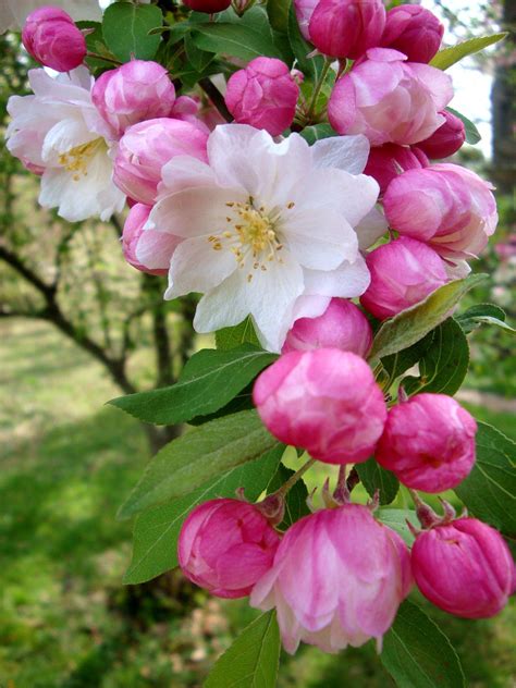 Apple blossoms, very sweet smell, good for vertical height ...
