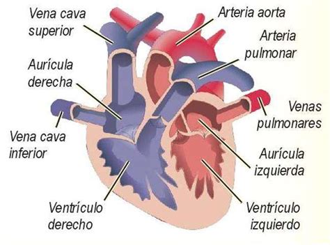 Aprenda todo sobre los órganos del sistema circulatorio