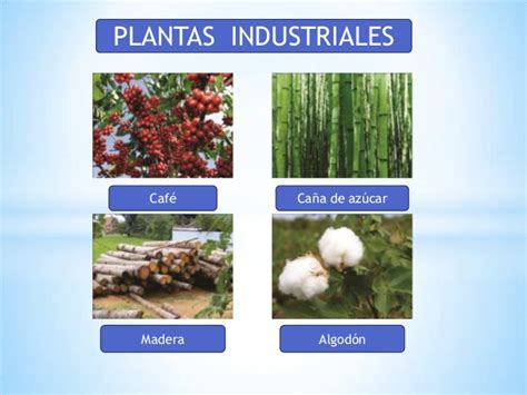Aprendamos sobre las Plantas con las TIC.: Uso de las plantas