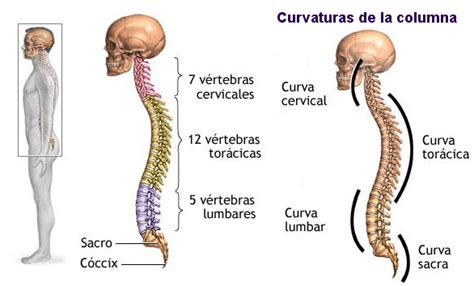 Aprende a cuidarte y a disfrutar de la vida: Patologías de ...