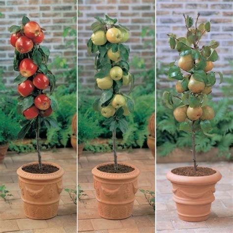 Aprende a cultivar frutales en columnas. ¡Son perfectos para espacios ...