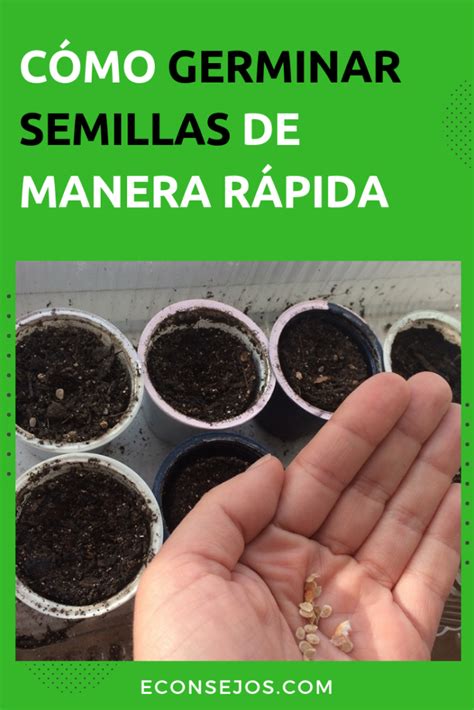 Aprende a germinar semillas de manera rápida en casa | Plantar semillas ...