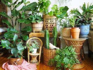 Aprende a organizar las plantas en tu hogar   Periódico Mi Casa