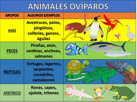 Aprende en Casa en 2021 | Animales oviparos y viviparos, Reproduccion ...