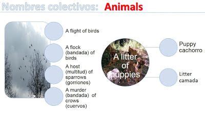 Aprende idiomas  con imágenes  | Animales en ingles ...