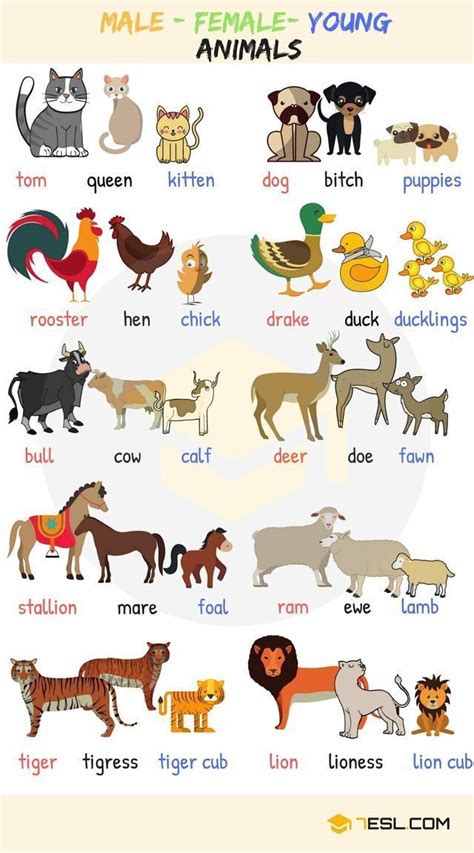 Aprende inglés con Allison   Animales | Animales en ingles ...
