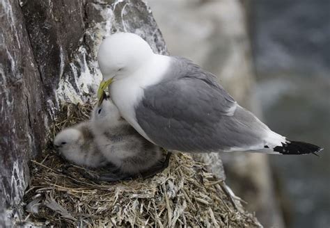 Aprende toso sobre los Tipos de nidos de pájaros   Housepet