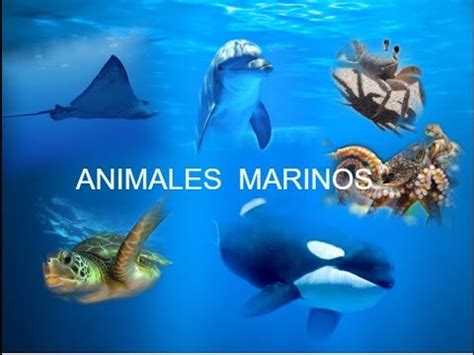 Aprendemos los nombres de los animales marinos con voz ...