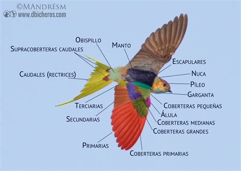 aprender ornitologia, curso de ornitología gratis online ...
