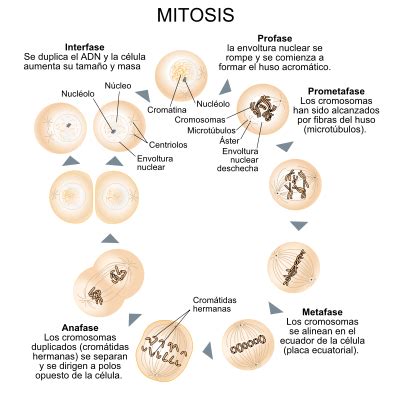 Aprendiendo acerca de la reproduccion celular!!: La Mitosis