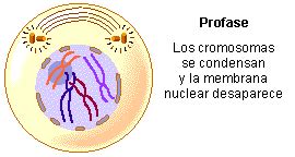 Aprendiendo acerca de la reproduccion celular!!: La Mitosis