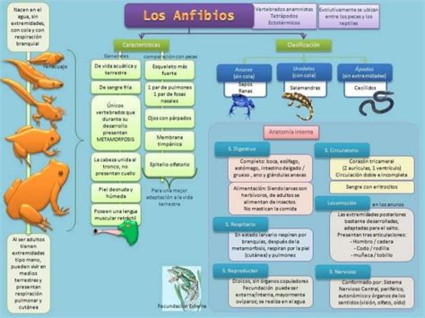 APRENDIENDO CIENCIAS: CARACTERISTICAS DE LOS ANFIBIOS