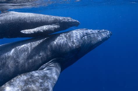 aprendiendo de las ballenas: tipos de ballenas