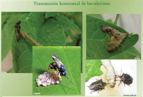 Aprendiendo entomología aplicada sobre plagas, control biológico y ...