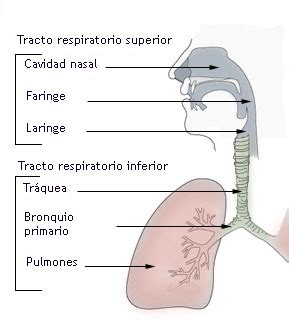 Aprendiendo un poco más: Sistema respiratorio: Resumen #1