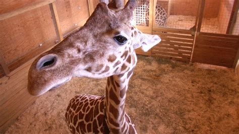 APRIL LIVE STREAM:Animal Adventure Park Giraffe Cam   YouTube