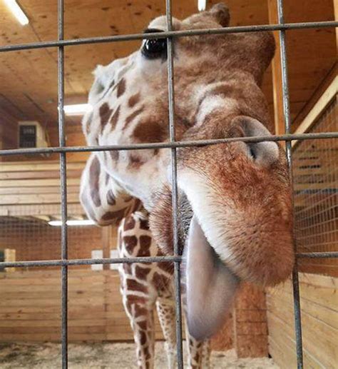 April the giraffe is ready to give BIRTH | Nature | News ...