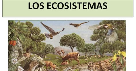 APUNTES DE CIENCIAS NATURALES: Tema 9: Ecosistemas