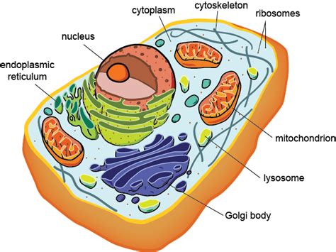 AQA A Level Biology  New Spec.    Cell Structure ...