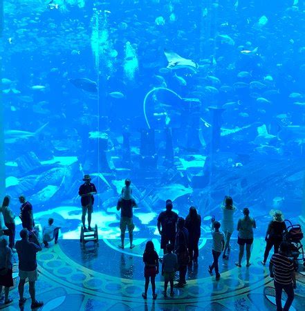 Aquarium   Bild von Atlantis, The Palm, Dubai   TripAdvisor