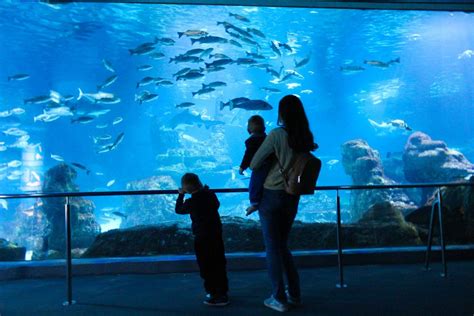 Aquarium de Barcelona   amazing experience for any kid ...