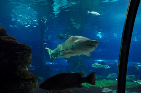 Aquarium de Barcelona   La Lupa Viajera