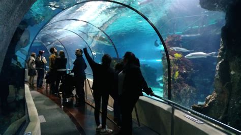 Aquarium de Barcelona: Opiniones, Info, Precios, Ofertas ...