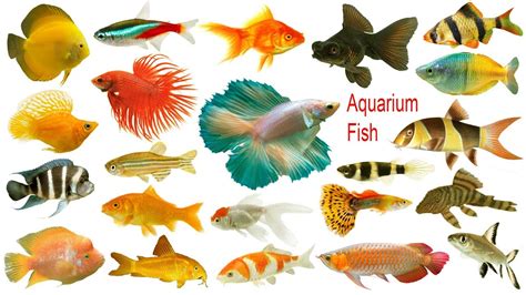 Aquarium Fishes Names, Meaning & Images | Necessary ...