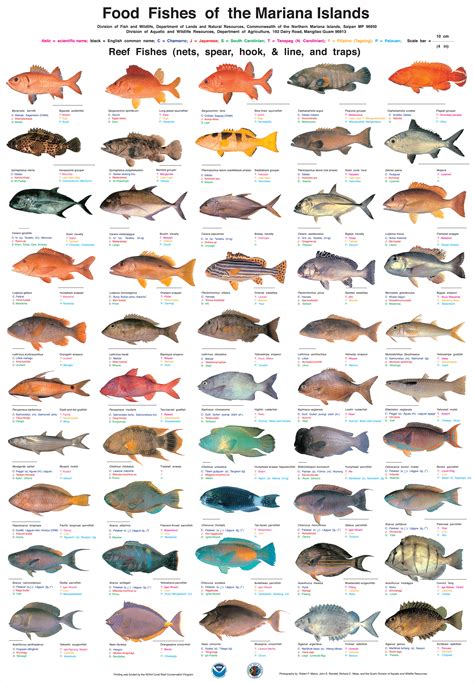 aquarium fishes picture with names   Fishes Names and ...