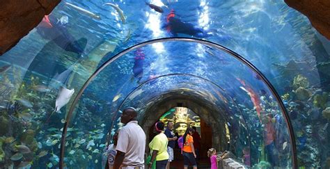 Aquarium of the Americas   Hometown Tourist