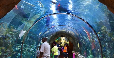 Aquarium of the Americas   Hometown Tourist