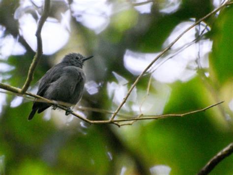 Aqui Acontece   Alagoas abriga um dos pássaros mais ameaçados de ...