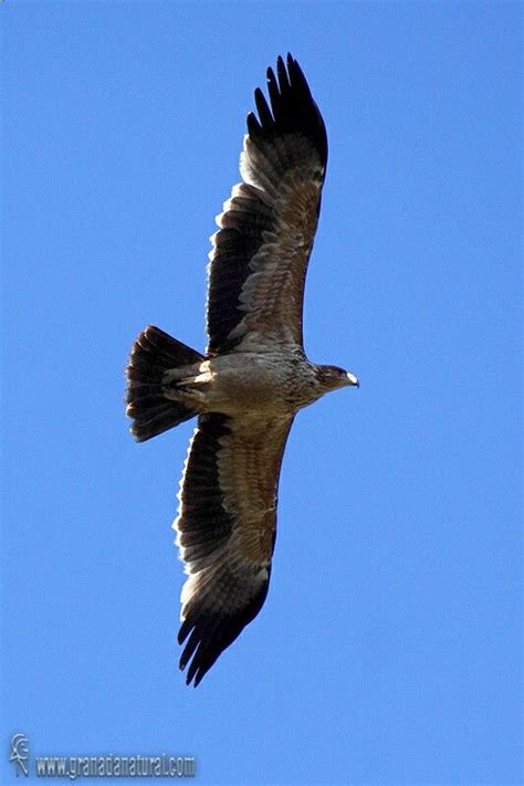 Aquila adalberti  águila imperial española  | Natural ...