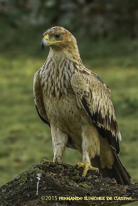 Aquila adalberti | Pet birds, Raptors bird, Eagles
