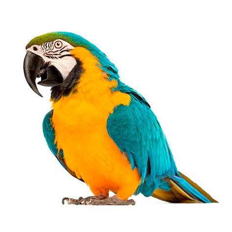 Ara Ararauna  Guacamayo azul y amarillo  – Parrot Live ...
