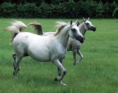arabiansx | Arabian horses running by me near Marianna, FL ...