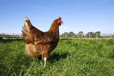 Aramark se suma a la utilización de huevos de gallina libre