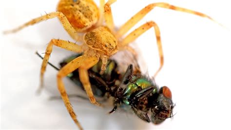 Araña comiendo Mosca Verde | Bajo el Microscopio   YouTube