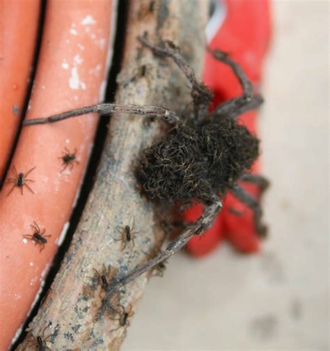 Araña cubierta de crías; ¿qué especie es?