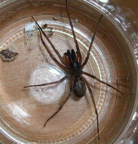 Araña de muy grandes colmillos: ¿qué especie es?
