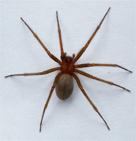 Araña de rincón: peligro común dentro de los hogares y ...
