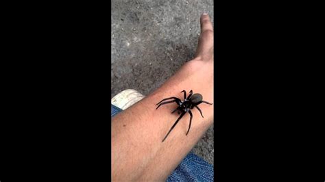 Araña rinconera grande sube por el brazo YouTube
