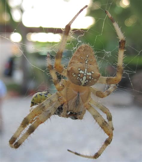Arañas: fotografías e identificar especies | Página 61