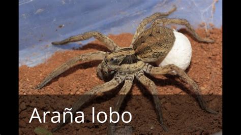 Arañas mas venenosas de España   YouTube