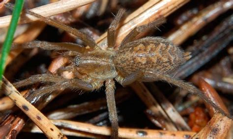 Arañas más venenosas del mundo | Anipedia
