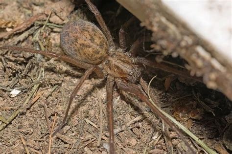 Arañas más venenosas del mundo | Anipedia