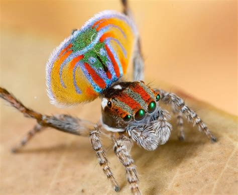 Arañas pavo real: Todo lo que debes saber sobre esta especie