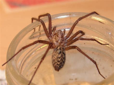 Arañas peligrosas de España