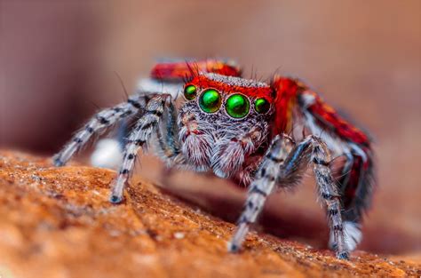 Arañas saltarinas: Todo lo que debes saber sobre estas ...